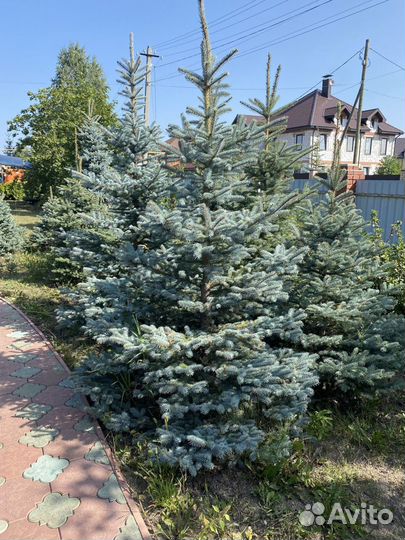 Голубые ели
