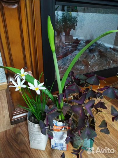 Выскочка, Гиппеаструм, Оксалис