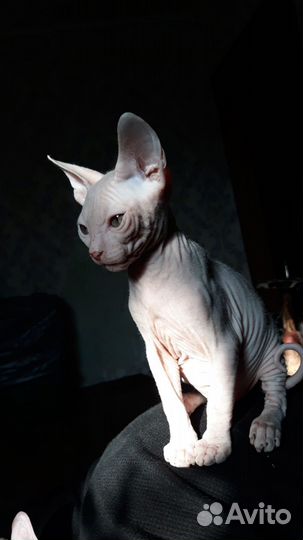 Сфинкс котенок