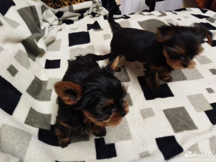 Йоркширский терьер щенки
