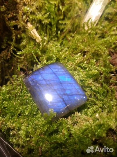 Лабрадор голубой кабошон