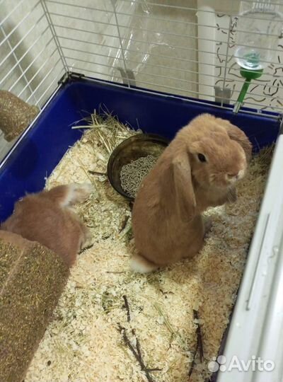 Кролик декоративный вислоухий баран