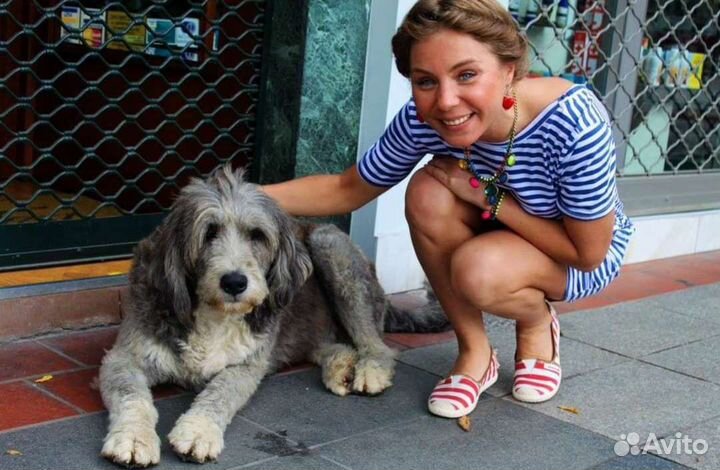 Догситтер передержка собак прогулки с собаками