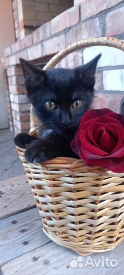 Котята