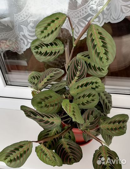 Маранта Фасцинатор триколор