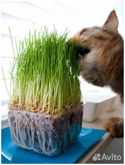 Кошачья мята