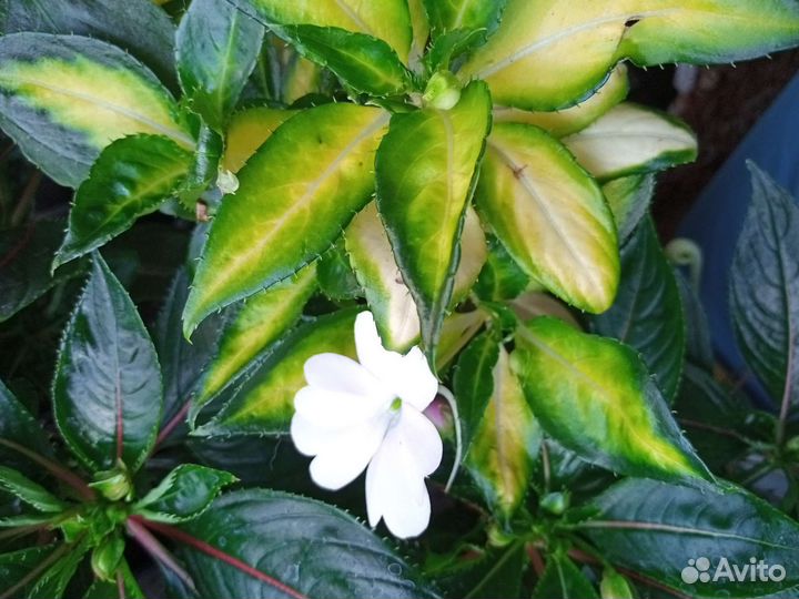 Новогвинейский бальзамин 2сорта