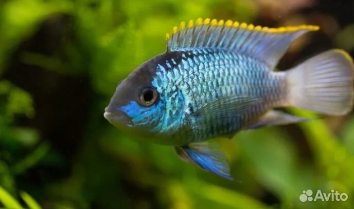 Рыбки нанакары неоновые