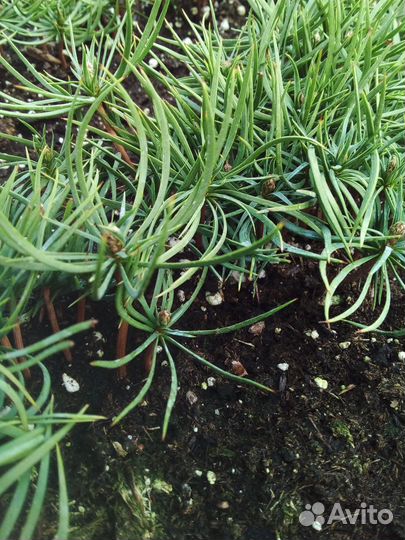 Сосна сибирская кедровая и Корейская кедровая