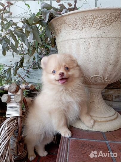 Крем шоколад