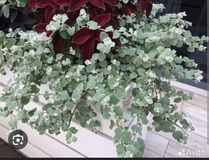 Гелихризум ампельный