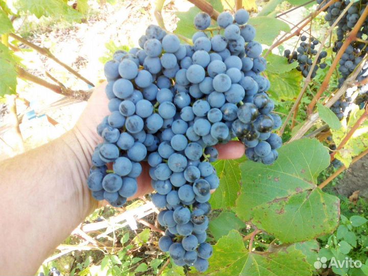 Черенки винограда кишмишных сортов (без косточек)