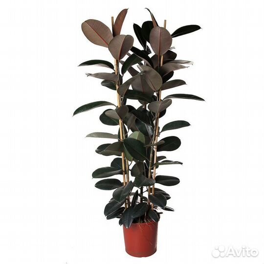 Растения для офиса