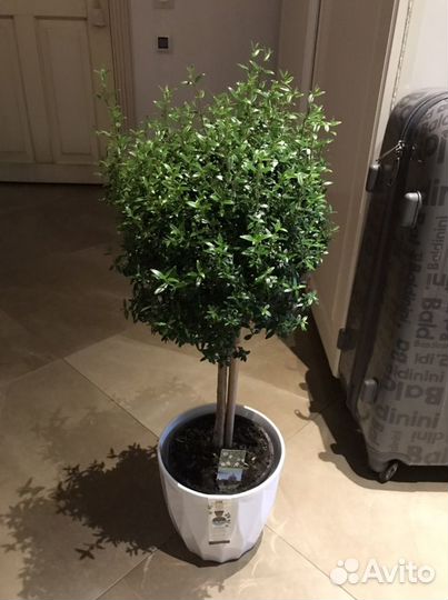 Мирт, миртовое дерево