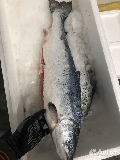 Семга охлажденная