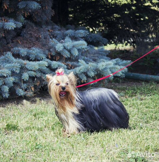 Йоркширский,вязка