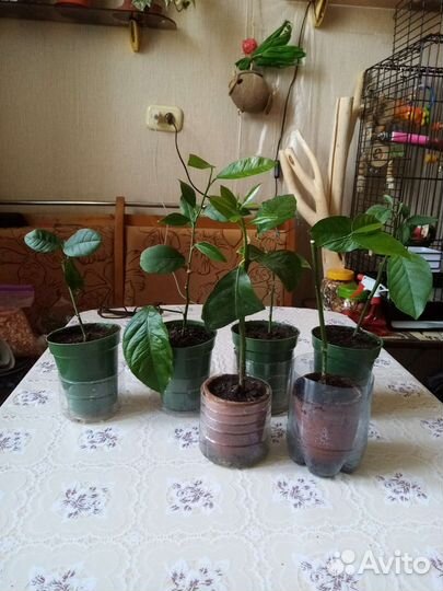 Павловский лимон