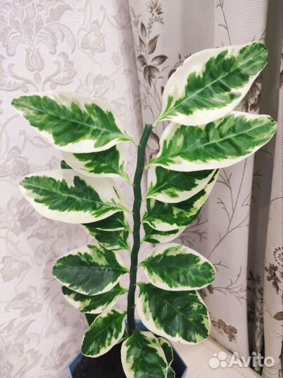 Комнатный цветок, фикус