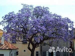 Павловния FTE, shan tong, z07, 9501, tomentosa