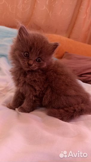 Девочка в добрые руки