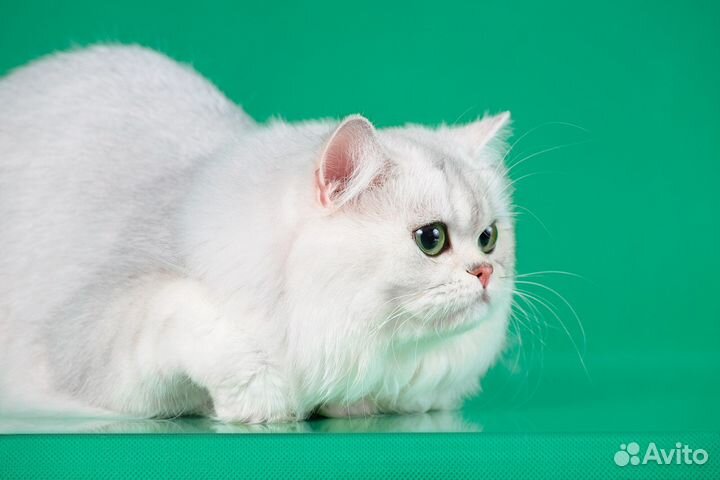 Вязка кот шотландский Хайленд страйт