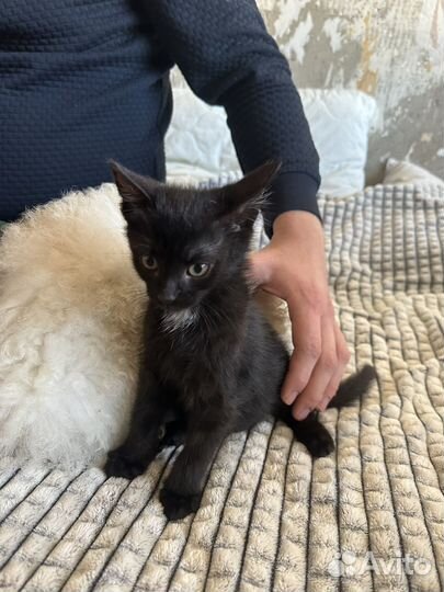 Кошка в дар