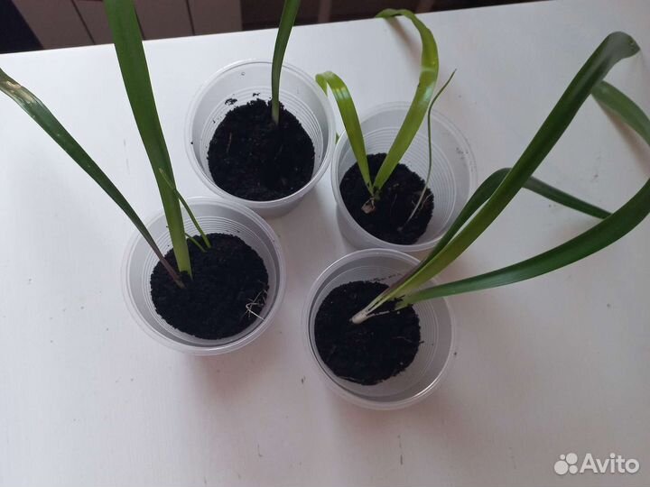 Гиппиаструм, аморалис, гипераструм