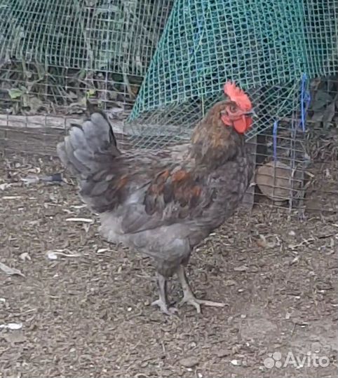 Продам петушка 7мес