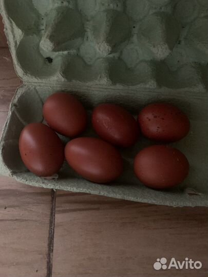 И/я брама, маран, семья брама, михилейка