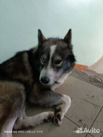 Собака в добрые руки