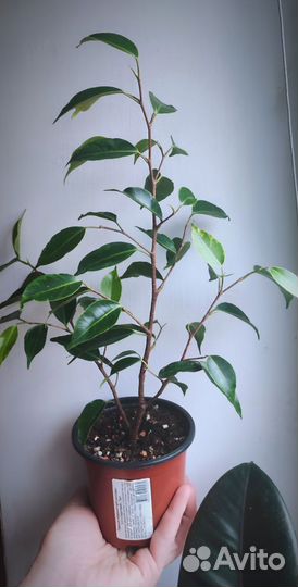 Фикус Анастасия