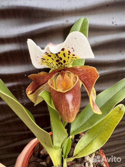 Пафиопедилум