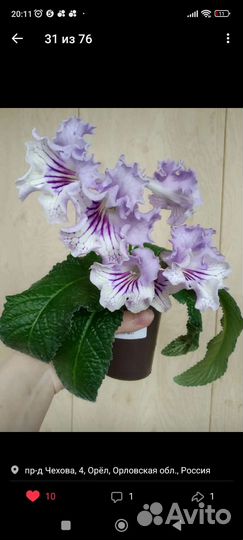 Стрептокарпусы, детки Стрептокарпусов