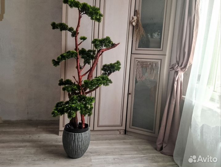 Бонсай ниваки дерево декоративное