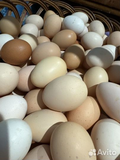 Домашние куриные яйца