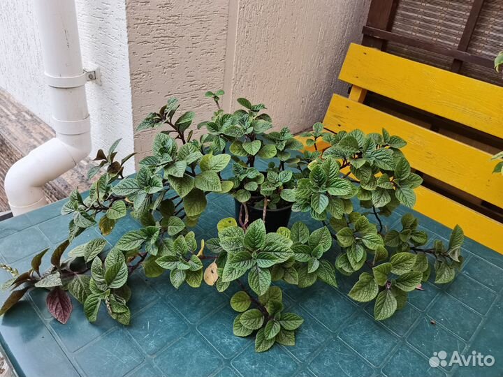 Комнатные цветы