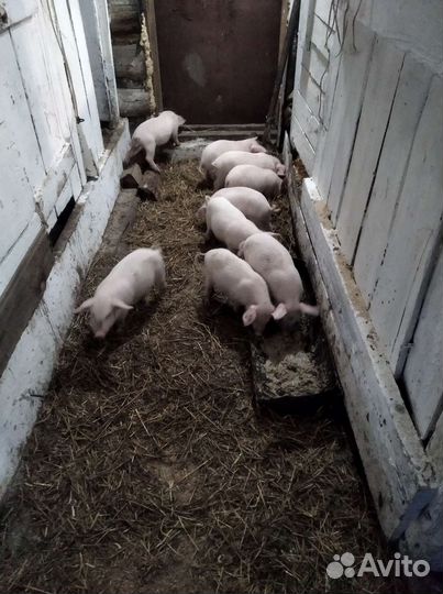 Продам поросят