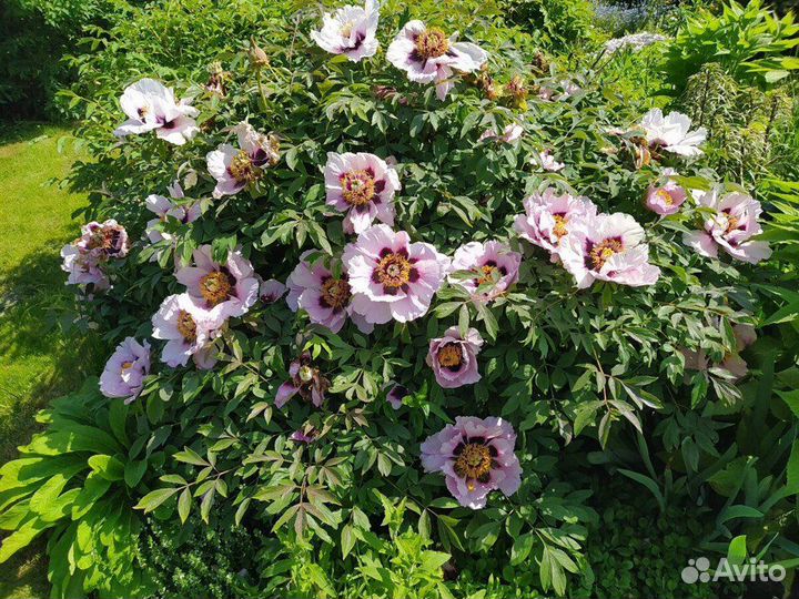 Пион древовидный микс, семена