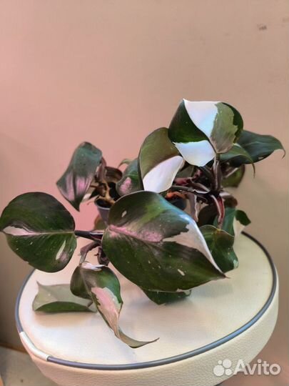 Филодендрон Белая принцесса