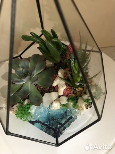 Флорариум с суккулентами в форме -маленькая капля