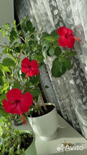 Кротон