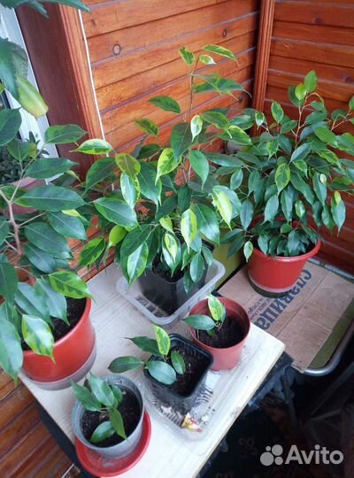 Фикус бенджамина пестролистный