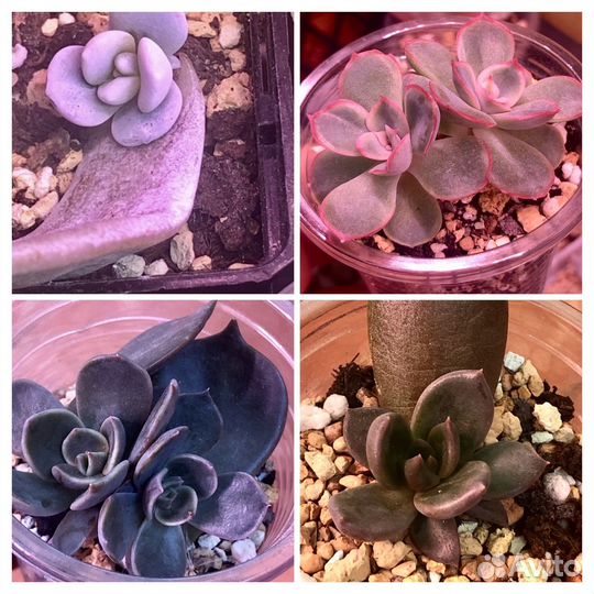 Суккуленты-2 Эхеверия Граптоверия