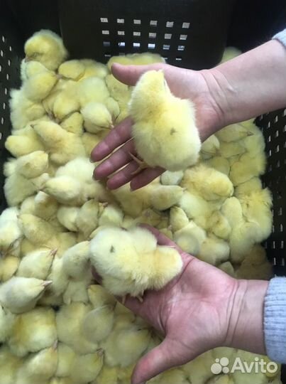 Суточная птица