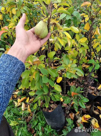 Саженцы,Кусты смородины чёрной,красной