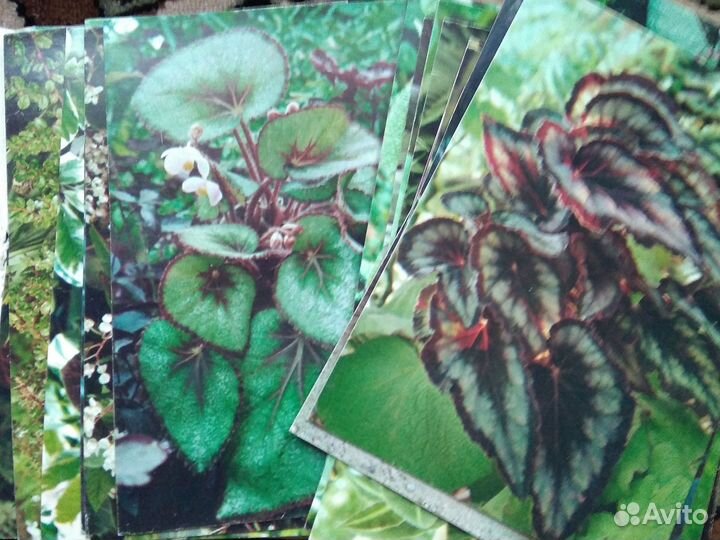 Открытки комнатные растения