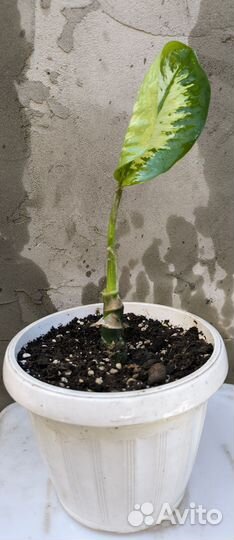 Цветы в ассортименте