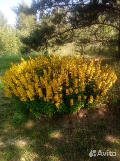 Многолетние цветы