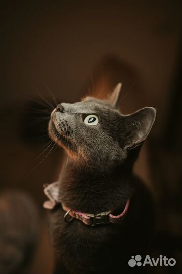 Котоситтер, котоняня с выездом к вам домой