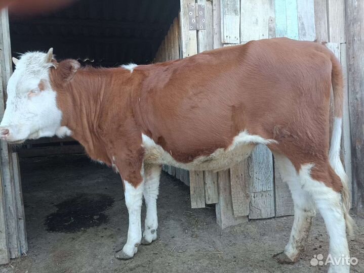 Тёлка 10 месяцев